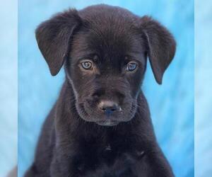Labrador Retriever-Unknown Mix Dogs for adoption in San Diego, CA, USA