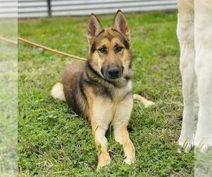 German Shepherd Dog-Unknown Mix Dogs for adoption in Modesto, CA, USA