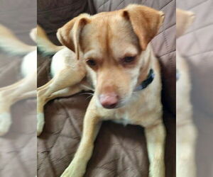 Chihuahua-Unknown Mix Dogs for adoption in Plymouth, MN, USA
