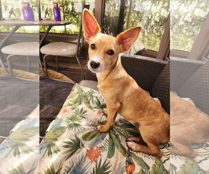 Dachshund-Unknown Mix Dogs for adoption in Marine City, MI, USA