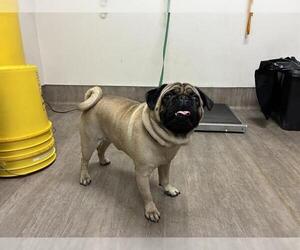Pug Dogs for adoption in Pasadena, CA, USA
