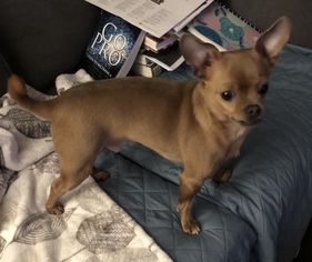 Medium Photo #1 Chihuahua Puppy For Sale in Guilford, CT, USA
