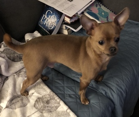 Small Chihuahua