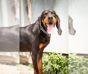 Black and Tan Coonhound Dogs for adoption in Evansville, IN, USA