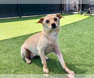 Chihuahua Dogs for adoption in Orange, CA, USA