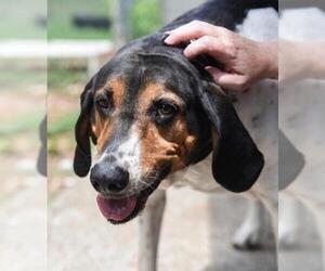 Treeing Walker Coonhound Dogs for adoption in Chattanooga, TN, USA