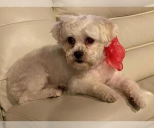 Maltese Dogs for adoption in Fort Lauderdale, FL, USA