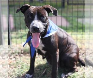 American Staffordshire Terrier-Unknown Mix Dogs for adoption in San Antonio, TX, USA