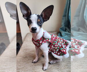 Chihuahua-Unknown Mix Dogs for adoption in St. Louis Park, MN, USA