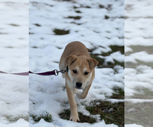 German Shepherd Dog-Unknown Mix Dogs for adoption in Hoffman Estates, IL, USA
