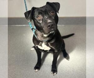 American Pit Bull Terrier Dogs for adoption in Rancho Cucamonga, CA, USA