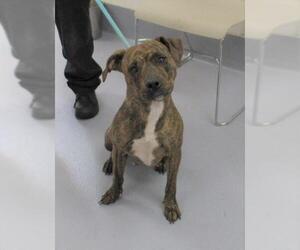 Mutt Dogs for adoption in Louisville, KY, USA