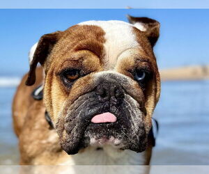 American Bulldog Dogs for adoption in Victorville, CA, USA