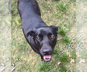Labrador Retriever-Unknown Mix Dogs for adoption in Warrington, PA, USA