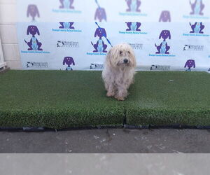 Havanese-Unknown Mix Dogs for adoption in Orlando, FL, USA