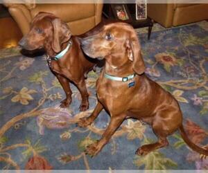 Redbone Coonhound Dogs for adoption in Rowayton, CT, USA