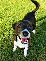 Beagi Dogs for adoption in Arlington, WA, USA