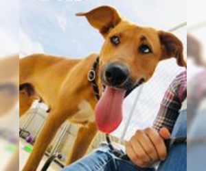 Carolina Dog Dogs for adoption in Minneapolis, MN, USA
