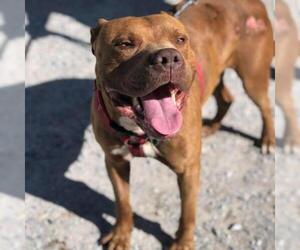 American Staffordshire Terrier Dogs for adoption in Freeport, FL, USA