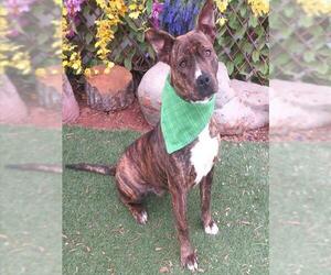 Mutt Dogs for adoption in Oklahoma City, OK, USA