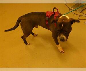 Mutt Dogs for adoption in Sanford, FL, USA