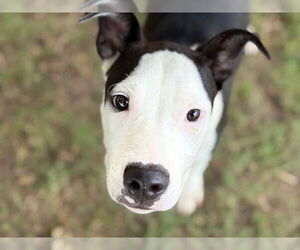 American Pit Bull Terrier-Unknown Mix Dogs for adoption in Tulsa, OK, USA