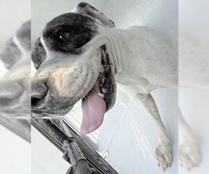 Staffordshire Bull Terrier Dogs for adoption in Houston, TX, USA