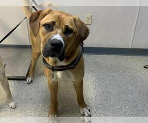 German Shepherd Dog-Great Dane Mix Dogs for adoption in Visalia, CA, USA