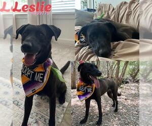 Labrador Retriever-Unknown Mix Dogs for adoption in San Antonio, TX, USA