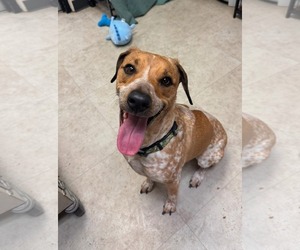 Pointer-Unknown Mix Dogs for adoption in Rowlett, TX, USA