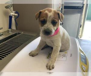 Australian Cattle Dog-Unknown Mix Dogs for adoption in Visalia, CA, USA