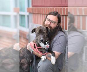 Carolina Dog Dogs for adoption in Lacombe, LA, USA