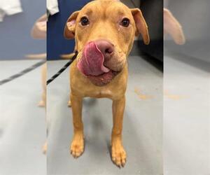 Mutt Dogs for adoption in Peoria, IL, USA