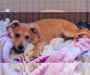 Mutt Dogs for adoption in Des Moines, IA, USA