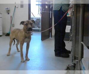 American Pit Bull Terrier-Unknown Mix Dogs for adoption in Fayetteville, NC, USA