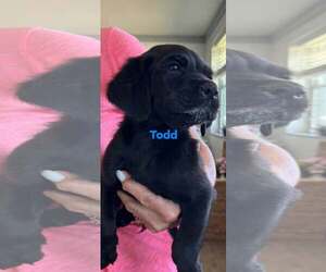 Boykin Spaniel-Unknown Mix Dogs for adoption in Brooksville, FL, USA