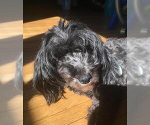 Havanese Dogs for adoption in St. Louis Park, MN, USA