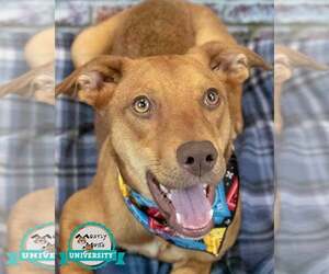 Retriever -Unknown Mix Dogs for adoption in Kennesaw, GA, USA