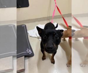 Dachshund Dogs for adoption in Fremont, CA, USA