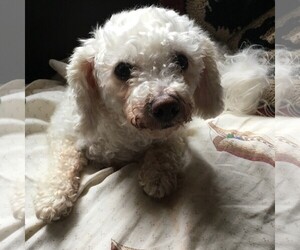 Bichon Frise Dogs for adoption in East Derry, NH, USA