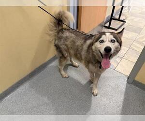 Siberian Husky Dogs for adoption in Orange, CA, USA