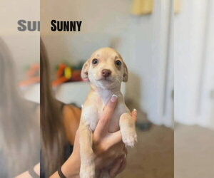 Chihuahua-Unknown Mix Dogs for adoption in Aurora, IN, USA