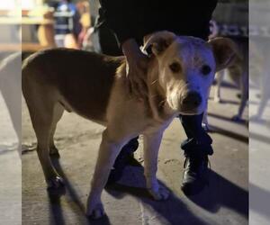 Siberian Husky-Unknown Mix Dogs for adoption in San Antonio, TX, USA