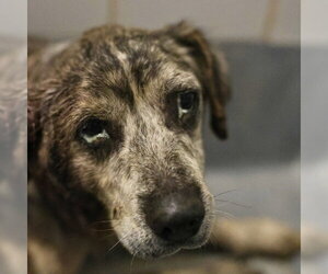 Labrador Retriever-Unknown Mix Dogs for adoption in San Antonio, TX, USA