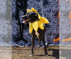 Labrador Retriever-Unknown Mix Dogs for adoption in Abbeville, LA, USA