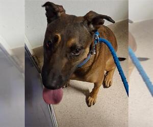 Boxer-Unknown Mix Dogs for adoption in Bakersfield, CA, USA