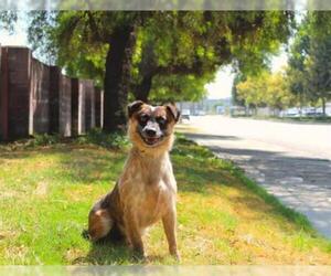 Mutt Dogs for adoption in Redlands, CA, USA