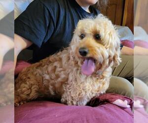 Goldendoodle (Miniature) Dogs for adoption in Akron, OH, USA