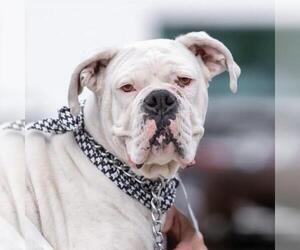 Boxer Dogs for adoption in San Diego, CA, USA