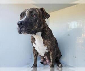 Staffordshire Bull Terrier-Unknown Mix Dogs for adoption in Houston, TX, USA